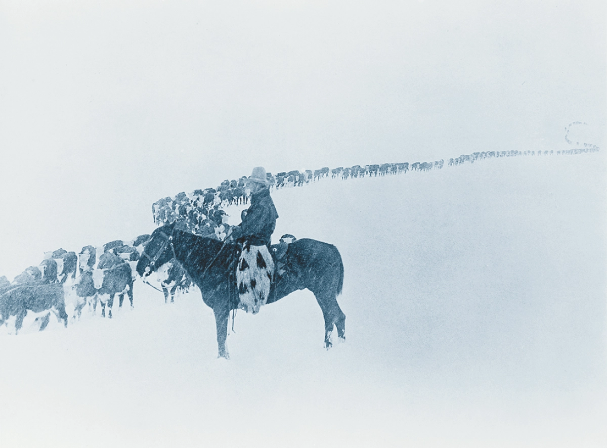 2025 Matt Lautner Cattle Sire Directory by Mittag Design - Issuu, image size:1200x886