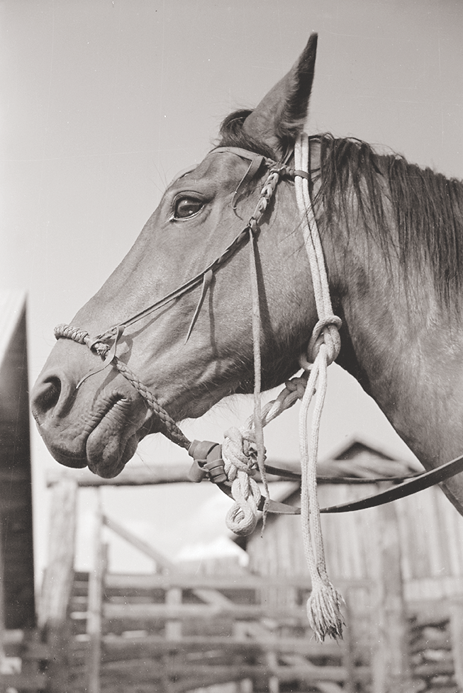 Bridon vintage Ricardo Rare Horse Hackamore sans mors